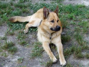 Esterilización de perros y gatos: Veterinarios especialistas Esterilización de perros y gatos: Veterinarios especialistas